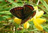 Groer Sonnenrschen-Bluling Aricia artaxerxes Northern Brown Argus (19300 Byte)