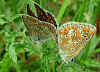 Groer Sonnenrschen-Bluling Aricia artaxerxes Northern Brown Argus (20820 Byte)