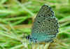 Schwarzfleckiger Ameisen-Bluling Maculinea arion Large Blue (17463 Byte)