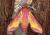 Kleiner Weinschwaermer Deilephila porcellus Small Elephant Hawk-moth (17447 Byte)