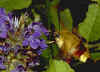 Hummelschwärmer Broad-bordered Bee Hawk-moth (17813 Byte)