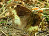 Großer Waldportier Hipparchia fagi Woddland Grayling (29036 Byte)