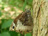 Großer Waldportier Hipparchia fagi Woodland Grayling (22435 Byte)