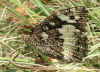 Weißer Waldportier Aulocera ( Brintesia ) circe Great Banded Grayling (26977 Byte)
