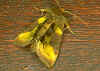 Messingeule Diachrysia chrysitis Burnished Brass (22581 Byte)