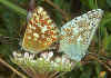 Paarung Silbergrner Bluling Chalkhill Blue Polyommatus coridon Lysandra (21647 Byte)