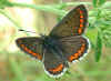 Kleiner Sonnenrschen-Bluling Polyommatus (Aricia) agestis Brown Argus (17167 Byte)