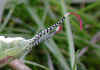 Gabel Großer Gabelschwanz Puss Moth Cerura vinula (14642 Byte)