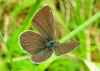 Zwerg-Bluling Cupido minimus Small Blue (16205 Byte)