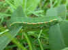 Raupe Clouded Yellow Postillion Colias crocea (16498 Byte)