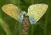 Heller Wiesenknopf-Ameisenbluling Glaucopsyche ( Maculinea ) teleius Scarce Large Blue (15294 Byte)