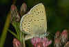 Glaucopsyche ( Maculinea ) teleius Heller Wiesenknopf-Ameisenblaeuling Scarce Large Blue (15416 Byte)