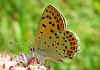 Brauner Feuerfalter Lycaena tityrus Sooty Copper Schwefelvgelchen Heodes (18663 Byte)