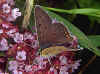 Brauner Feuerfalter Lycaena tityrus Sooty Copper Heodes Schwefelvgelchen (21013 Byte)