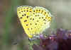 Schwefelvgelchen, Brauner Feuerfalter Sooty Copper Lycaena tityrus Heodes (12355 Byte)