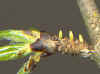 Zitronenfalter , Eier Brimstone Gonepteryx rhamni (15041 Byte)