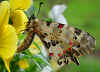 Balkan-Osterluzeifalter, Allancastria cerisy ( cerisyi ) , Eastern Festoon, stlicher Osterluzeifalter (22022 Byte)