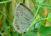 Kurzschwnziger Bluling Cupido ( Everes ) argiades Short-tailed Blue (22160 Byte)