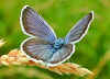 Geiklee-Blaeuling Argus-Blaeuling Plebeius argus Silver-studded Blue (28740 Byte)