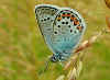 Argus-Bluling Geiklee-Bluling Silver-studded Blue Plebeius argus (27560 Byte)