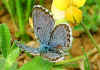 Scolitantides ( Pseudophilotes ) baton Graublauer Bluling Westlicher Quendel-Bluling Baton Blue (25463 Byte)