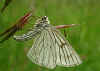 Hartheu-Spanner Black-veined Moth Siona lineata (19006 Byte)