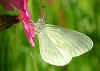 Tintenfleck-Weiling Leptidea sinapis/reali Wood White (19242 Byte)