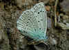 Blasenstrauch-Bluling, Iolana iolas , Iolas Blue  (29249 Byte)