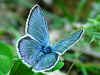 Wundklee-Bläuling Polyommatus dorylas Turquoise Blue (25945 Byte)