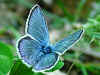 Wundklee-Bluling Polyommatus dorylas Turquoise Blue (25945 Byte)