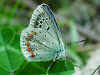 Wundklee-Bluling Polyommatus dorylas Turquoise Blue (24219 Byte)