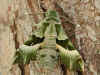 Nachtkerzenschwärmer Willowherb Hawk-moth Proserpinus proserpina (33552 Byte)