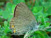 Kleiner Schlehen-Zipfelfalter Satyrium acaciae Sloe Hairstreak (26086 Byte)