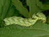 grüne Raupe Flohkrauteule  Melanchra  persicariae  Dot Moth  (21163 Byte)