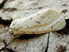 Breitflügeliger Fleckleibbär  Weiße Tigermotte  White Ermine  Spilosoma lubricipeda (30501 Byte)