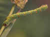 Raupe  Brombeer-Blattspanner  Mesoleuca albicillata  Beautiful Carpet  (14077 Byte)