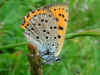 Violetter Feuerfalter  Lycaena alciphron gordius   Purple-Shot Copper  (20998 Byte)