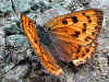 Violetter Feuerfalter Lycaena alciphron gordius  Purple-Shot Copper  (40121 Byte)