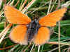 Lilagold-Feuerfalter   Lycaena hippothoe eurydame   Purple-edged Copper  (31173 Byte)