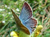 Weißdolch-Bläuling   Polyommatus ( Agrodiaetus ) damon   Damon Blue  (26009 Byte)