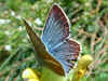 Weidolch-Bluling   Polyommatus ( Agrodiaetus ) damon   Damon Blue  (26009 Byte)