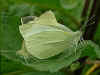 Paarung Kleiner Kohlweißling   Small White   Pieris rapae  (19552 Byte)
