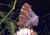 Tagpfauenauge Inachis io Peacock Butterfly Pfauenauge (6872 Byte)