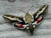 Labkrautschwärmer   Bedstraw Hawk-moth   Hyles gallii   (32748 Byte)