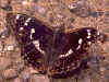 Kleiner Schillerfalter Apatura ilia weiblicher Schsmetterling (8154 Byte)