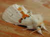 Weißer Zahnspinner  Leucodonta bicoloria  White Prominent  (20702 Byte)