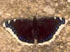 Trauermantel   Nymphalis antiopa   Camberweill Beauty (31971 Byte)