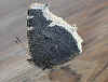 Trauermantel   Nymphalis antiopa   Camberwell Beauty (26513 Byte)