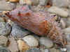Puppe Trauermantel   Nymphalis antiopa   Camberwell Beauty (28597 Byte)