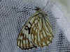 Westlicher Schachbrettfalter   Melanargia occitancia   Western Marbled White  (29151 Byte)